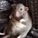rats in a sewer discord icon