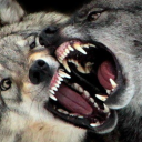 𝘤𝘭𝘢𝘸𝘴 𝘰𝘧 𝘢𝘮𝘣𝘪𝘵𝘪𝘰𝘯