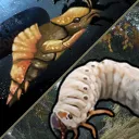 Undermoist Grubs