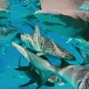 Sharkie’s Paradise!!  Discord Server Icon