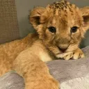 🦁 City of cubs 🦁♡: ♡ Make new friends: ♡ Voice calls: ♡ Invite your friends