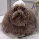 Mohu 🐩