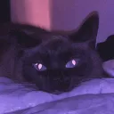 ☾☠𝐁𝐥𝐚𝐜𝐤𝐚𝐦𝐛𝐞𝐫『Official』zᶻ discord icon
