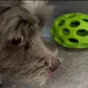 #NNAG Discord Server Icon