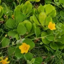 Locus viridis