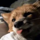 Foxytoux - The Discord Server
