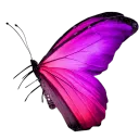 butterfly wife