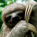 Sloth Gang