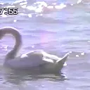 /Lotus Berries  rvmp (chat, so... Discord Server Icon