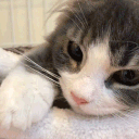 catherapy ♡ socialㆍgiveawaysㆍemojisㆍcats