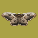 Discovery icon for Boundless Being 🌀 Discord server