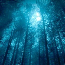The Lunar Woods Server Icon