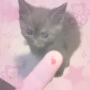 the cat café (^･w･^) Discord Server Icon