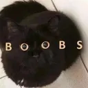 miyav