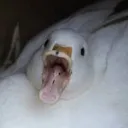 Call Ducks