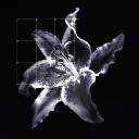 Verena Discord server icon