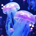 &amp;sdot;Ëšâ‚Šâ€§ à­¨à­§ â€§â‚ŠËš &amp;sdot;ð”ð§ð¢ð¯ðžð«ð¬ð¨ ððžð¥ð¥ðž ð¦ðžðð®ð¬ðž  â€§â‚ŠËš Server Icon