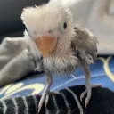 鳥鳥托兒所