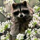    Raccoon's Garden    Discord Server Icon