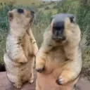 Team Marmota