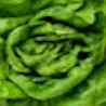 LettuceCord