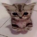 Rent a e-kitten Discord Server Icon