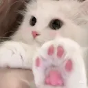 PurrHub