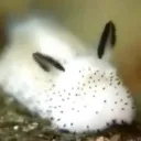 Cafe Sea Bunny