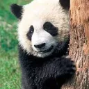 🐼✧˚·. [GPD] Giant Pandas Clan ✧.*🐼