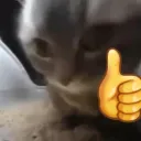 Comunidade do Junin Discord Server Icon