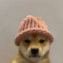 Dogswifhats