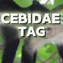 cebidae tag