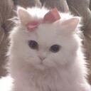 average cat enjoyers Discord Server Icon