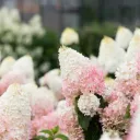 ꒰⸝⸝₊ʚ🍓ɞ┊STRAWBERRY GARDENS ꒱