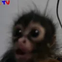 pussy turn red Discord Server Icon