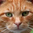 Kitty Chaos Discord