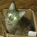 Lucky Patches! Discord Server Icon