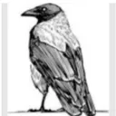 Red Box Ravens Recruitment Station