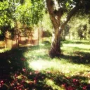 .   𐂯 ᣟ𓏼ᩙ whimsy’s field .    ͜͝꒱