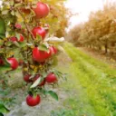 Apple Orchard of Anarchy