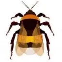 Fuzzy bumblebee 🐝