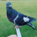 KevinsCooked icon
