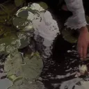 fae land  Discord Server Icon