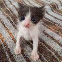 final fantasy mansion Discord server icon