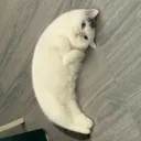 [GOONCORD] moon cat 🌕 🐱