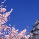 Sakura Scanlations