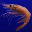 Shrim SCP