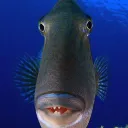 FISH 🐟