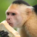 Official Bonobo Fan Server