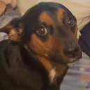 Reese Nation Discord server icon